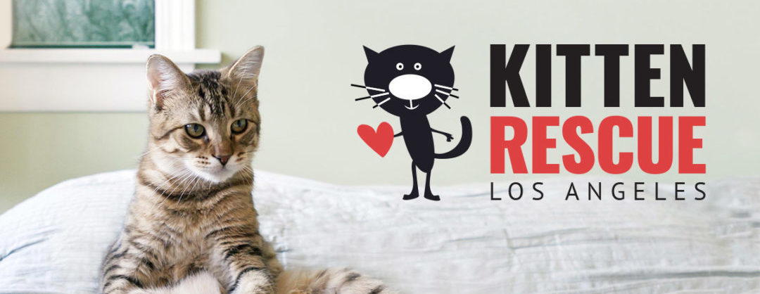 Kitten Rescue's LA Marathon and 5K